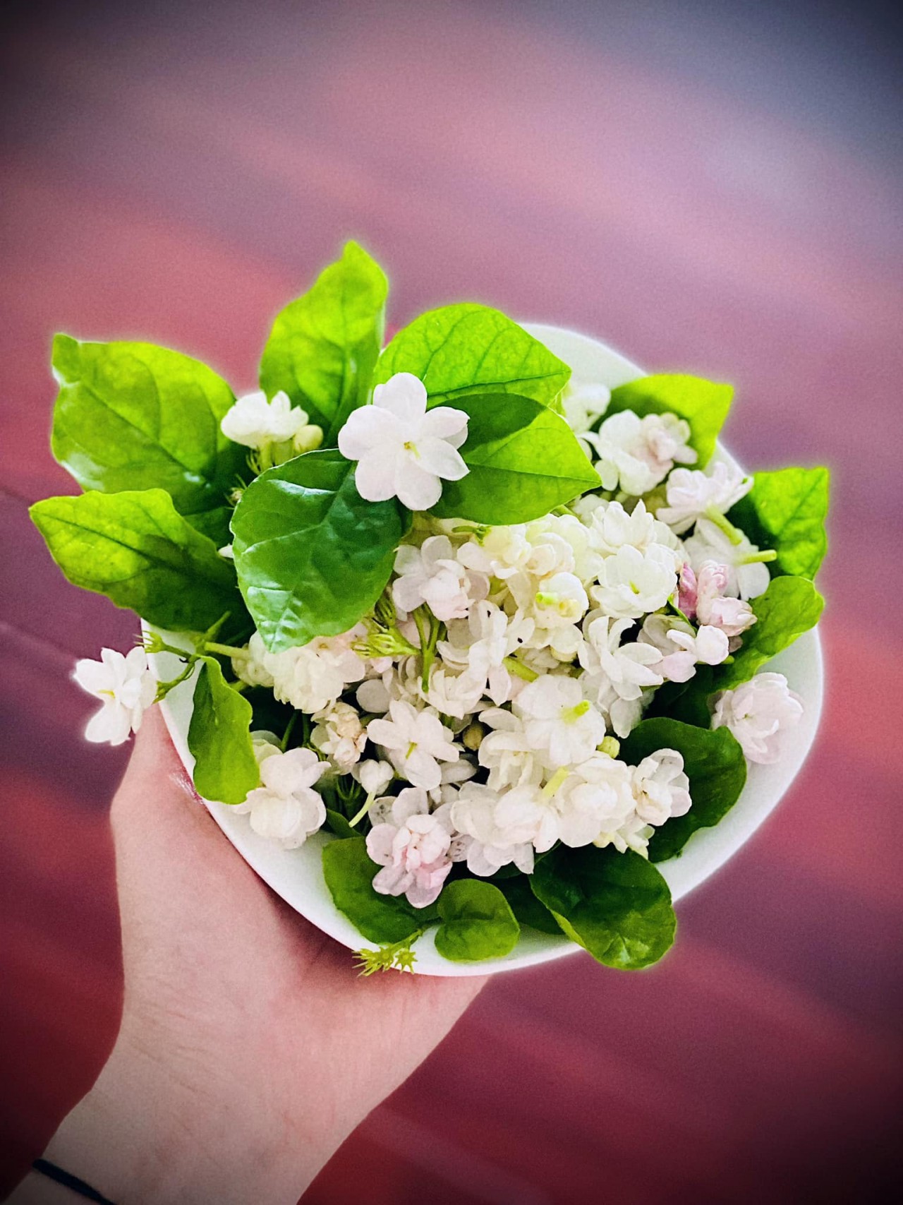 Cùng người Hà Nội thưởng thức thú vui tao nhã: trà ướp hoa nhài