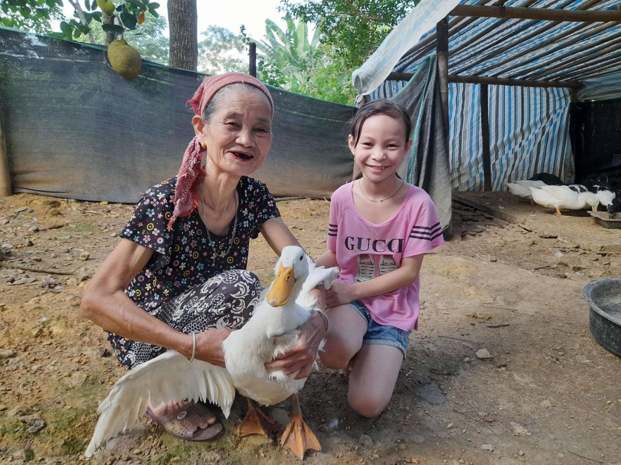Cải thiện sinh kế cho người nghèo... nhờ vịt