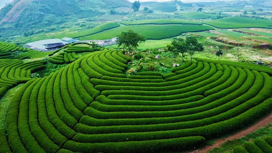 Mộc Châu làm nao lòng khách thập phương vì cảnh đẹp hiếm có tại đây. 