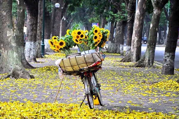 Những con đường xào xạc lá vàng rơi - đặc sản của mùa thu Hà Nội (Ảnh: KT).