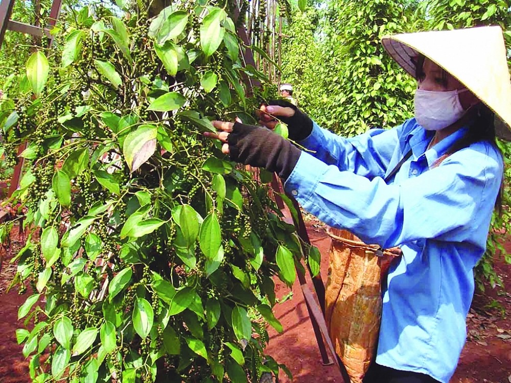 Theo Hiệp hội Hồ tiêu Việt Nam, 6 tháng đầu năm hồ tiêu xuất khẩu của Việt Nam chiếm 14,5% 