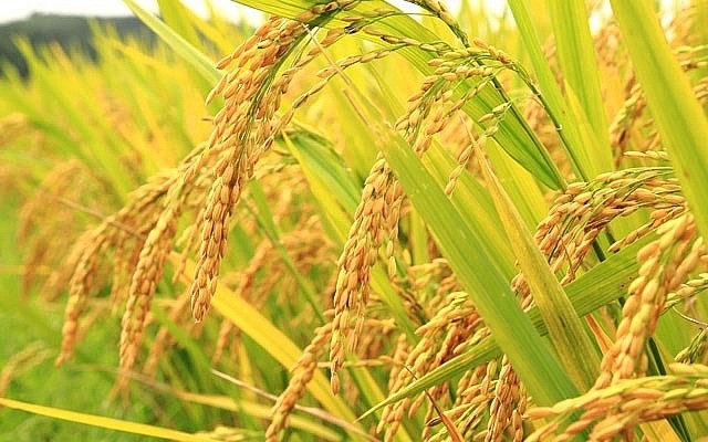 Thái Lan - Việt Nam hợp tác tăng giá lúa gạo