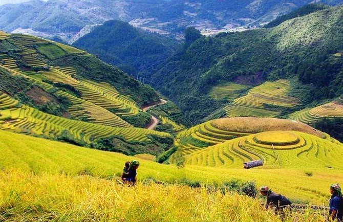 Thung lũng Mường Hoa là điểm dừng chân của nhiều tour du lịch Sapa mỗi ngày.