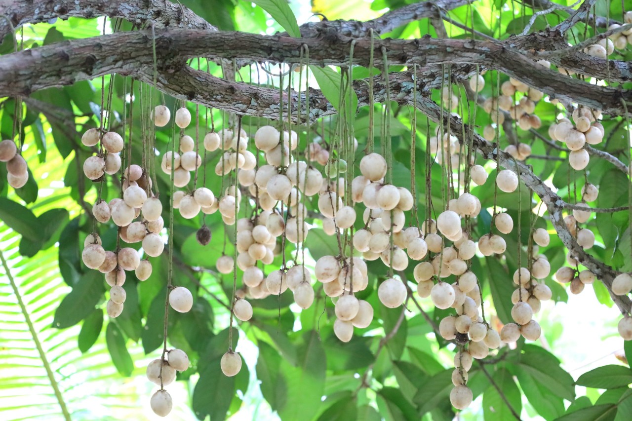 Từ 23-26/9: Tổ chức “Ngày hội du lịch sinh thái Phong Điền - Cần Thơ” lần thứ IX