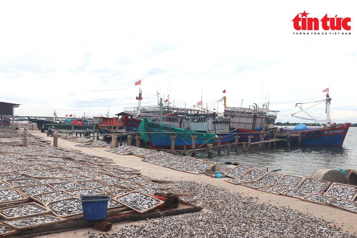 Ngư dân thị trấn Cửa Việt phát triển nghề khai thác thủy hải sản gắn với chế biến mang lại hiệu quả kinh tế.
