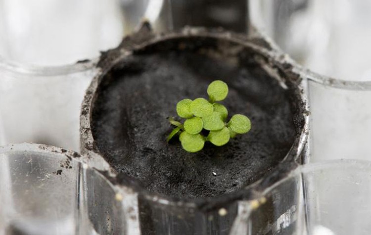 Cây Arabidopsis thaliana mọc trên đất Mặt Trăng. Ảnh: CNN