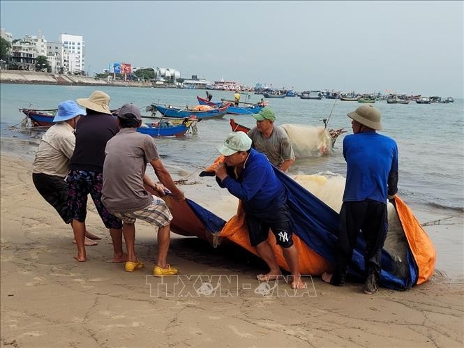 Cá mai mắc vào lưới sau chuyến đánh bắt được ngư dân cho vào tấm bạt để kéo lên bờ gỡ, giũ cá. 