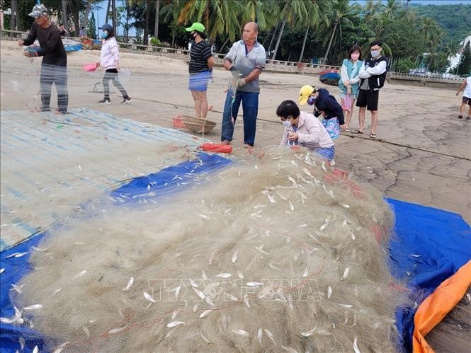 Ngư dân thành phố Vũng Tàu gỡ cá mai từ lưới sau chuyến đánh bắt trên biển. 