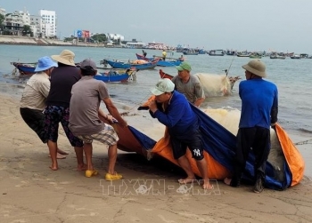 Ngư dân Vũng Tàu trúng lộc biển, thu cả triệu đồng mỗi ngày