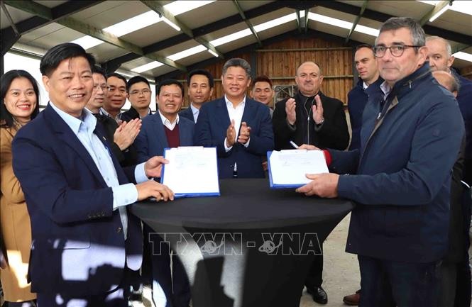 TP Hà Nội tăng cường hợp tác với vùng Wallonia để phát triển giống bò 3B