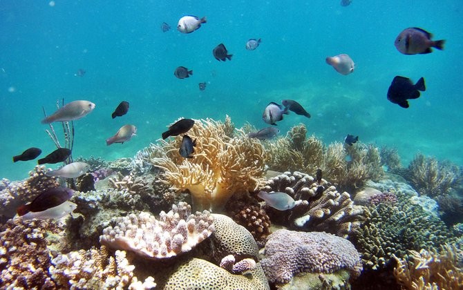  việc giữ gìn, phục hồi rạn san hô ở vịnh Nha Trang, vùng biển Hòn Mun