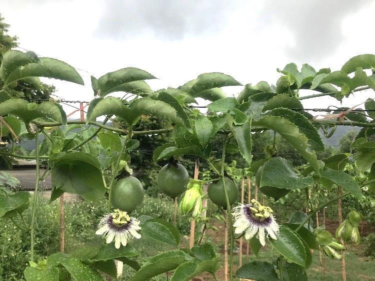 Bà giáo về hưu hỗ trợ phụ nữ làm kinh tế, giảm phụ thuộc vào rừng