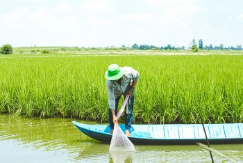 WWF Việt Nam khởi động dự án tăng cường khả năng chống chịu BĐKH tại Cà Mau và Bạc Liêu