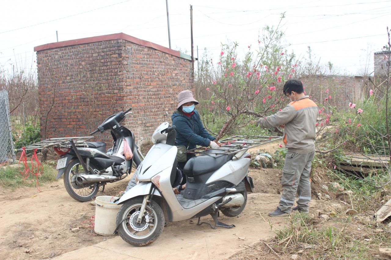 Đào tết rộ lên những ngày cuối năm Đào tết rộ lên những ngày cuối năm