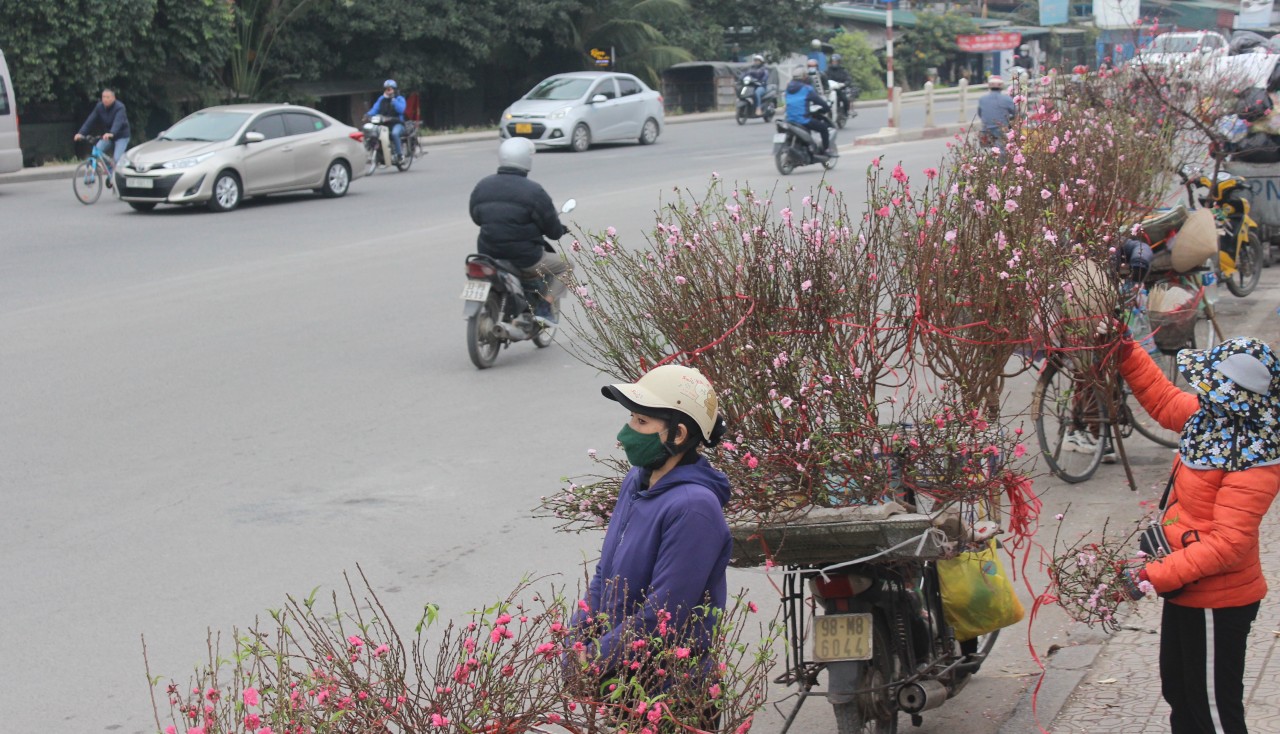 Đào tết rộ lên những ngày cuối năm Đào tết rộ lên những ngày cuối năm