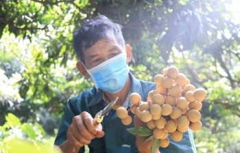 Hơn 10 tấn nhãn tươi đầu tiên của Việt Nam xuất khẩu sang Nhật Bản