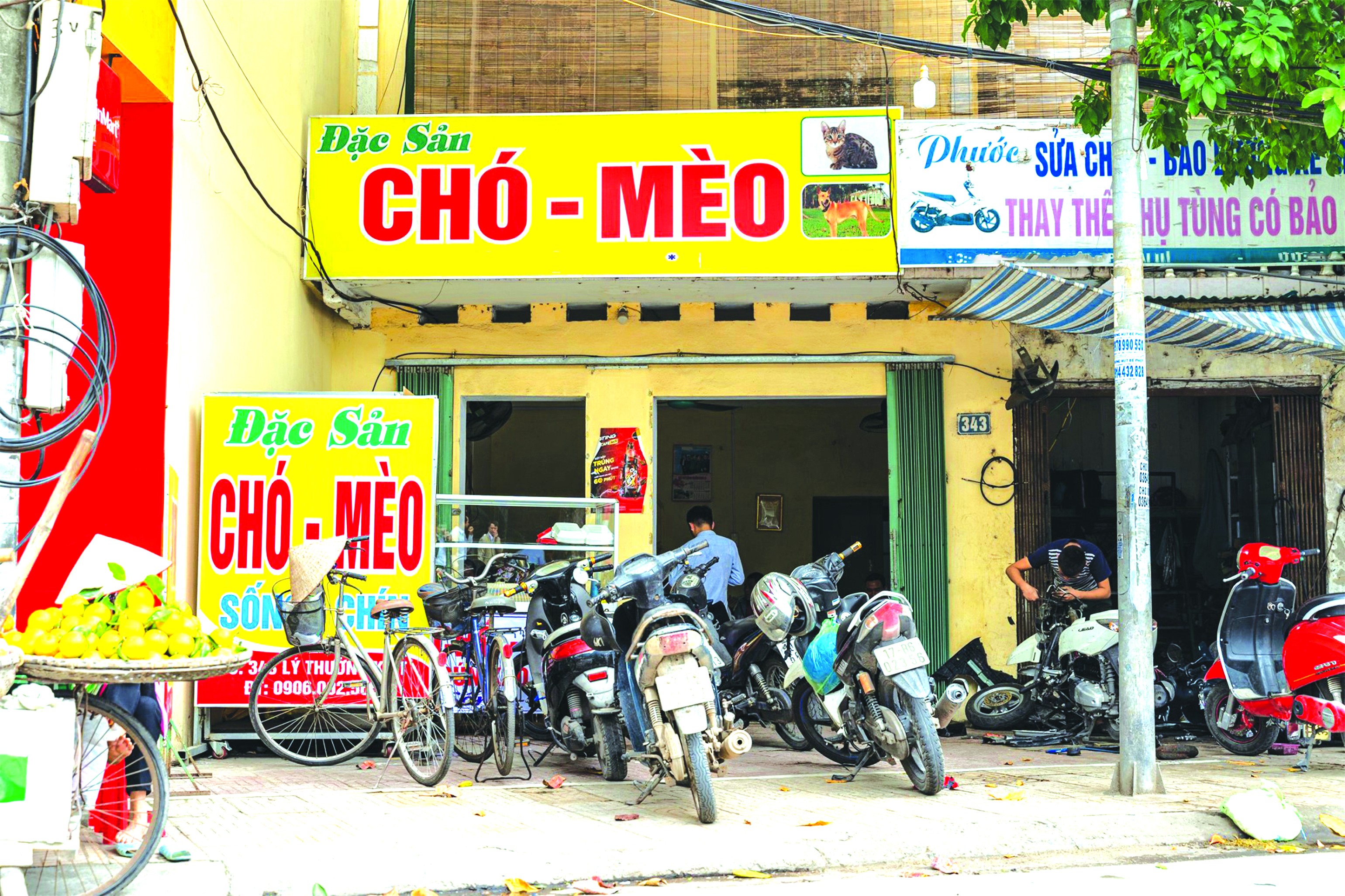 Năm 2020, tổ chức FOUR PAWS vận động thành công một nhà hàng thịt mèo đóng cửa  (Ảnh: FOUR PAWS).