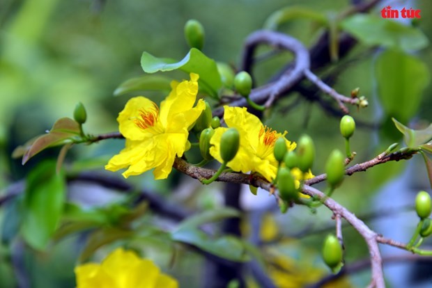 Hoa mai vàng - nét đặc trưng của mùa Xuân phương Nam | Văn hóa | Vietnam+ (VietnamPlus)