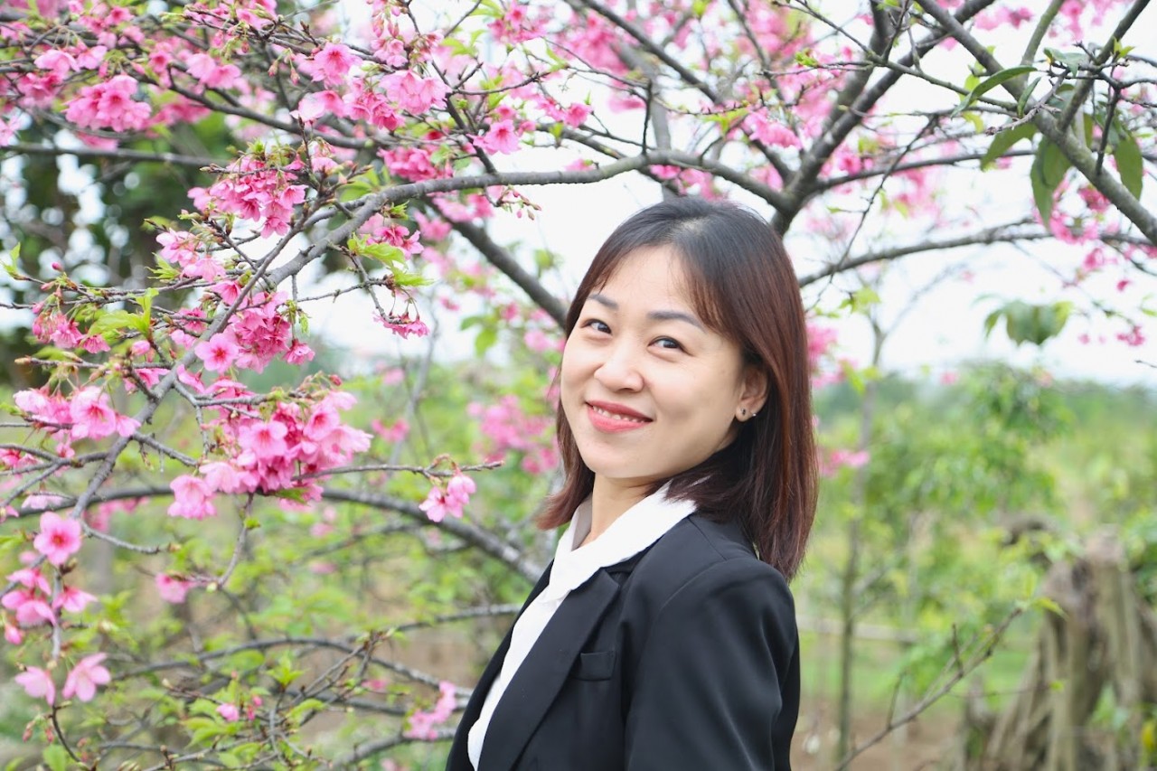 Check- in giữa vườn hoa anh đào đẹp thơ mộng tại Hải Phòng