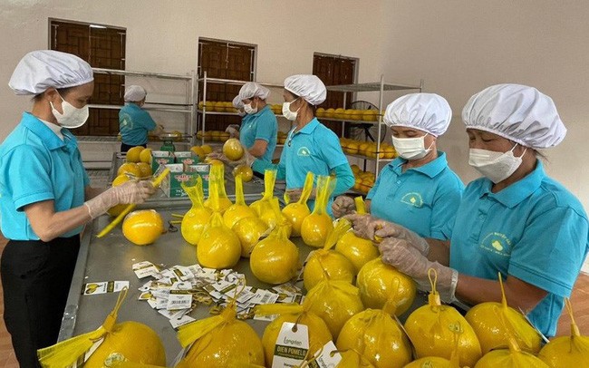 Công nhân bọc lưới bưởi để đóng gói trước khi chuyển lên xe xuất khẩu sang Anh (Ảnh: Báo Nhân dân).