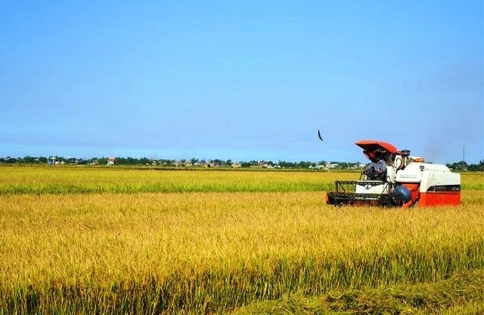 Quảng Trị xuất khẩu 15 tấn gạo hữu cơ đầu tiên sang thị trường châu Âu
