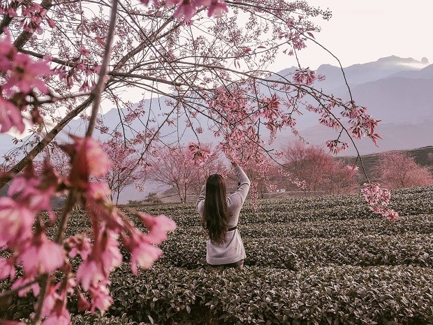 Lên Sa Pa ngắm mai anh đào rực rỡ