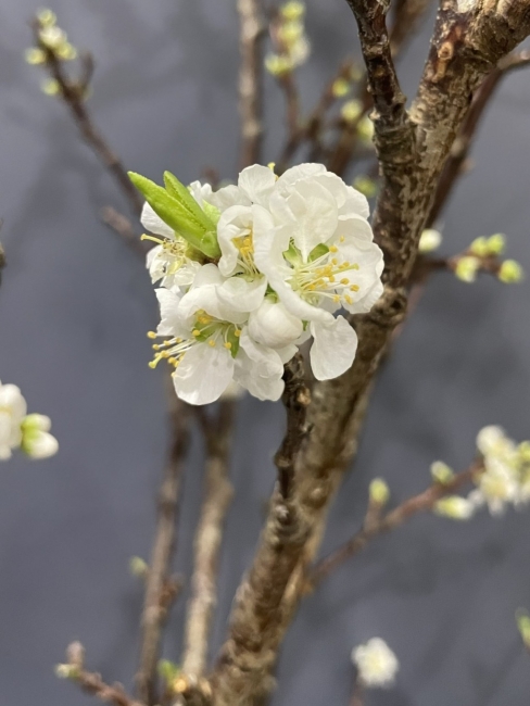 Ngắm hoa mận trên cao nguyên Bắc Hà