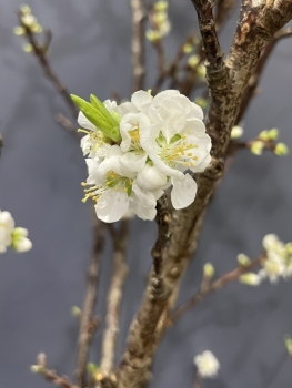 Ngắm hoa mận trên cao nguyên Bắc Hà
