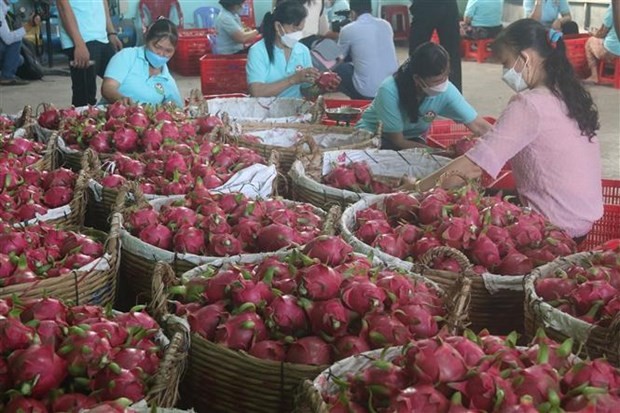 Việt Nam và địa phương Ấn Độ khám phá cơ hội hợp tác | Kinh tế | Vietnam+ (VietnamPlus)