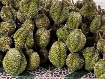 Nông sản Việt: Cần thương hiệu cho trái sầu riêng xuất khẩu
