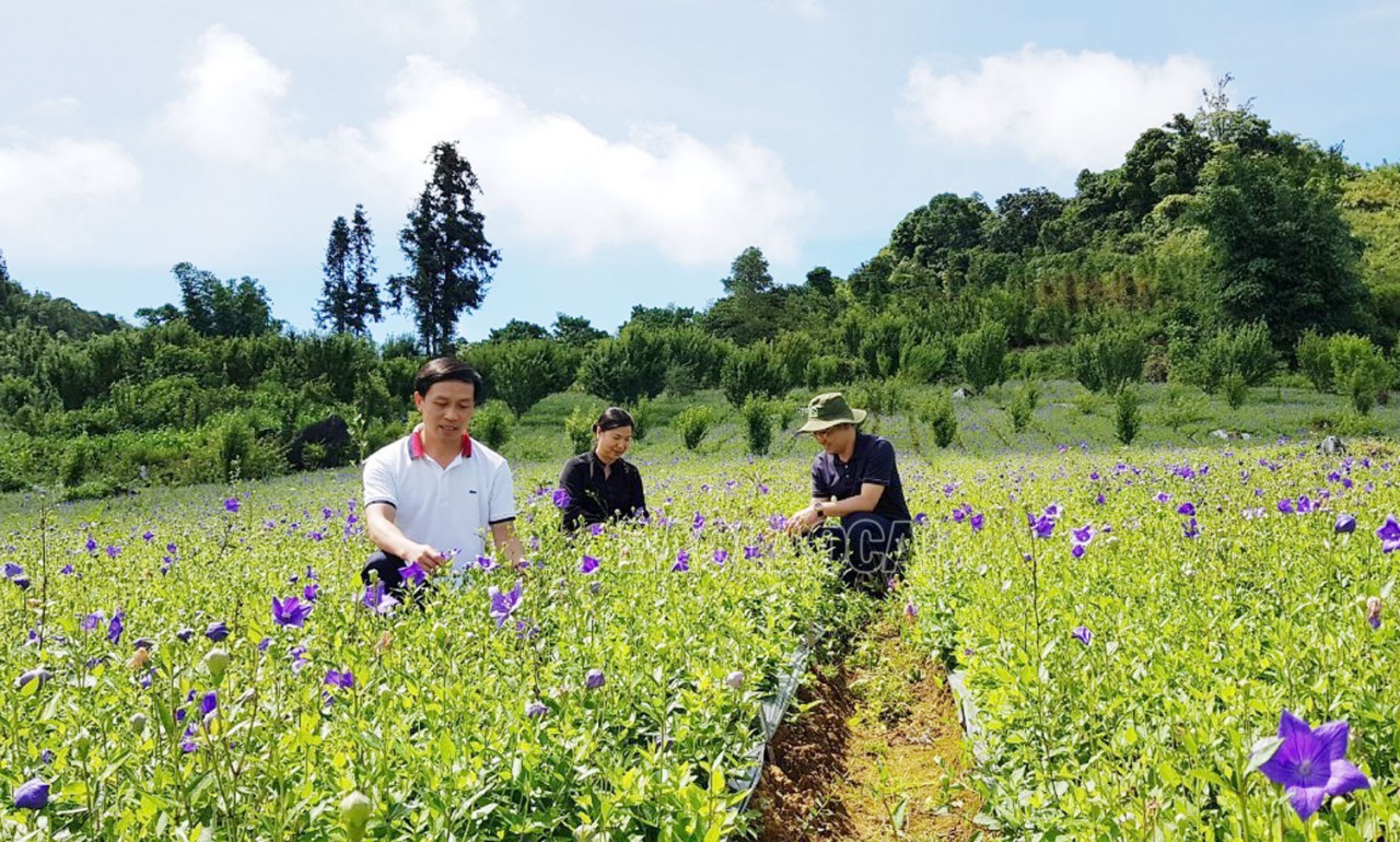 Người dân Trồng cây cát cánh ở Bắc Hà cho thu nhập cao