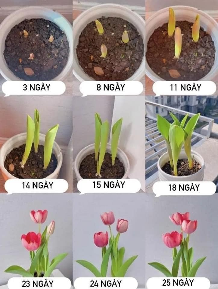 Hoa Tulip Hà Lan được người Việt yêu thích
