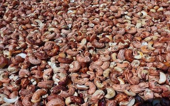 Cảnh báo tình trạng doanh nghiệp xuất khẩu hạt điều mất tiền hàng do cả tin vào môi giới