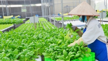 Dự thảo Luật Hợp tác xã (sửa đổi): Hợp tác xã được miễn giảm thuế, vay vốn với lãi suất ưu đãi
