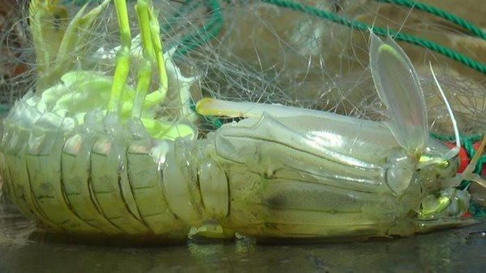 Ngư dân có thêm thu nhập từ khai thác rong mơ, tôm tít