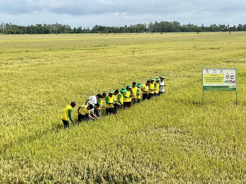 Giải pháp dinh dưỡng giúp giảm chi phí, tăng năng suất và lợi nhuận cho người trồng lúa