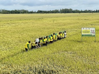 Giải pháp dinh dưỡng giúp giảm chi phí, tăng năng suất và lợi nhuận cho người trồng lúa