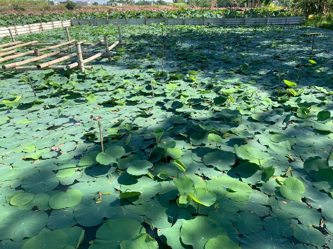 Sen Oga Nhật Bản xanh tươi trên đất Quảng Nam (Việt Nam), chờ ngày trổ nụ đơm bông (Ảnh: KT).