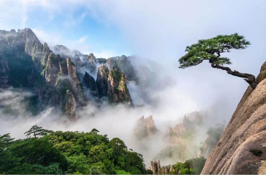 Hoàng Sơn có rất nhiều gốc thông cổ trên một trăm năm tuổi. 