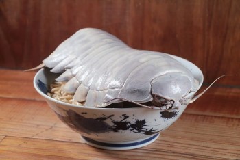 Kỳ lạ món mì bọ biển 14 chân 