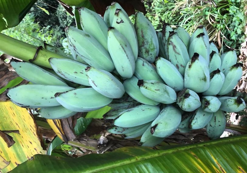 Độc đáo giống chuối kỳ lạ có vị kem vani tại xứ Hawaii