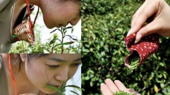 Độc lạ cách thức hái và chế biến trà Trinh nữ của Trung Quốc