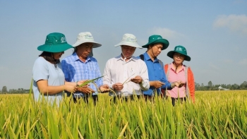 Trồng lúa carbon thấp: mô hình mới thời kinh tế xanh