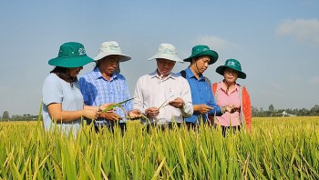 Trồng lúa carbon thấp: mô hình mới thời kinh tế xanh