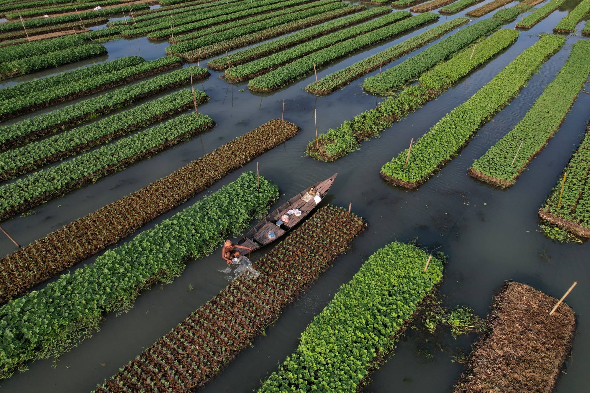 Một nông dân tưới nước cho hoa màu trồng trên bè nổi ở Pirojpur, Bangladesh (Ảnh Reuters).