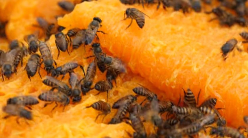 Sốc nặng với món bánh mỳ ong ở Thái Lan