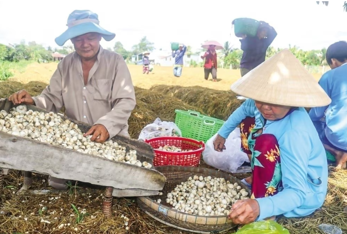Nông nghiệp tuần hoàn: Giải pháp tăng trưởng xanh, bền vững