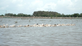 nong dan dbscl thich ung voi bien doi khi hau nho da dang sinh ke