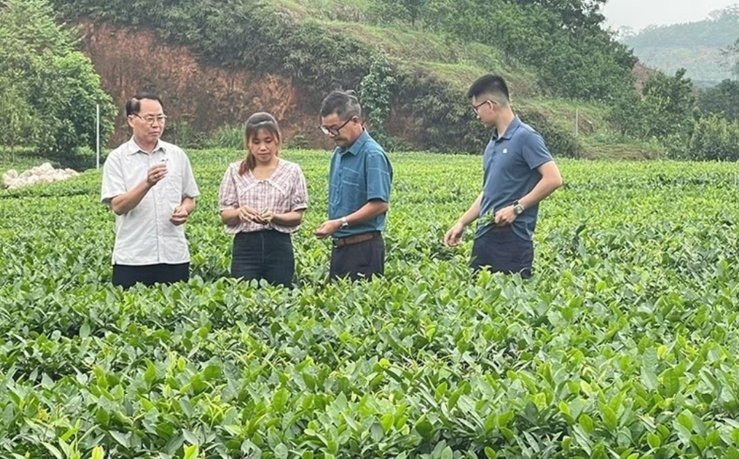 Trồng chè sạch tại HTX Kiến Thuận, xã Bình Thuận, huyện Văn Chấn (Yên Bái). Ảnh: nhandan.vn