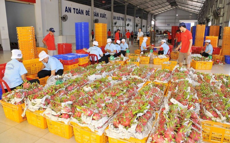 Xuất khẩu nông sản sang Trung Quốc: Yêu cầu chất lượng ngày càng cao 1